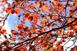 Die Rotbuche – Steckbrief